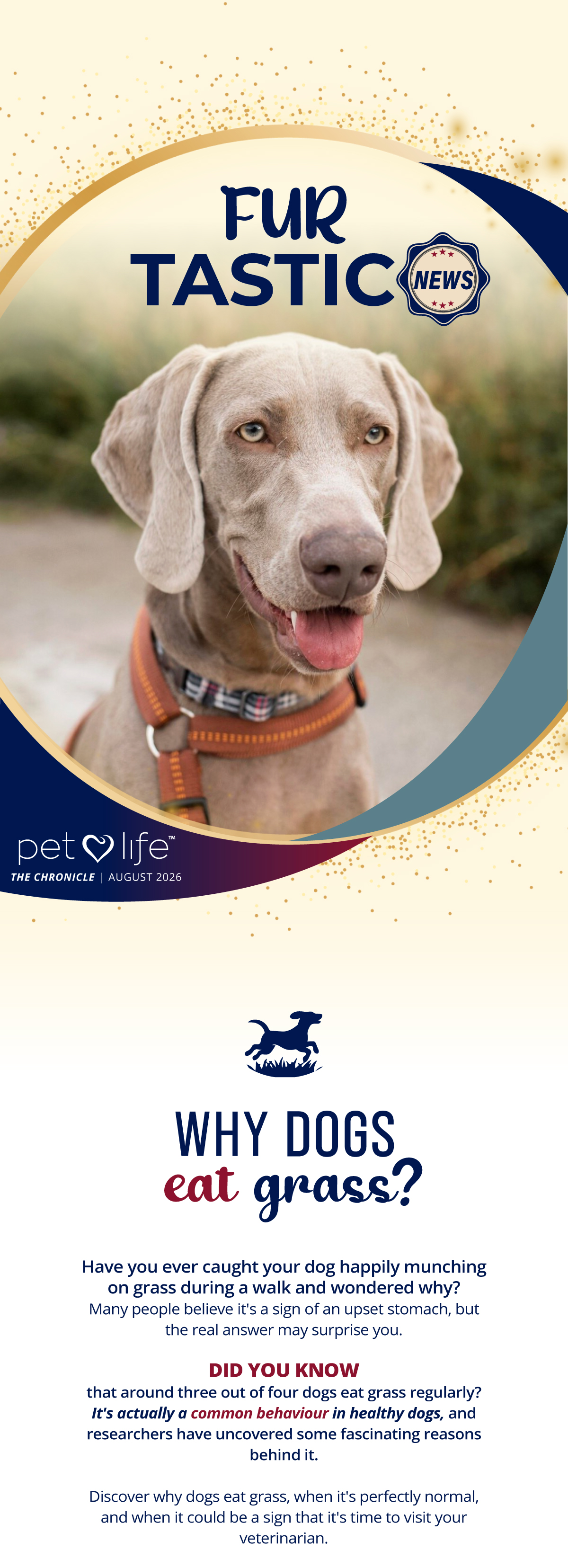 Have you ever caught your dog happily munching
on grass during a walk and wondered why?