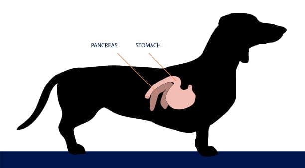 Pancreatic cancer in dogs