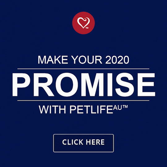 Make your 2020 promise