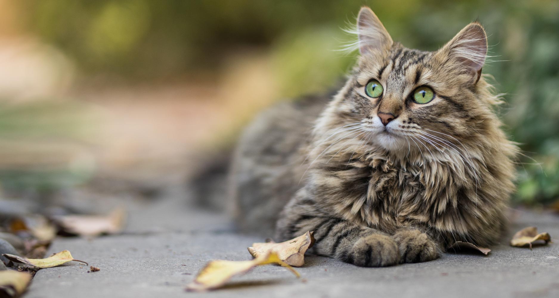 Does Your Cat Have A Healthy Coat &amp; Skin? - PetlifeAU™
