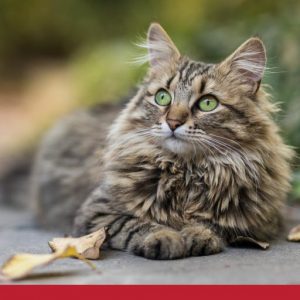 Cat Healthy Coat and Skin