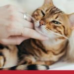 Cat Health