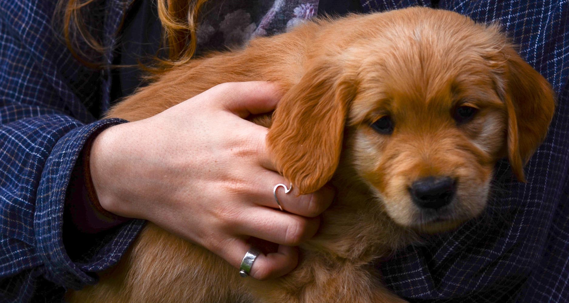 Anxiety and phobias in dogs