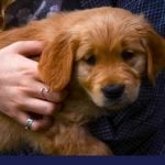 Anxiety and phobias in dogs