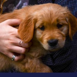 Anxiety and phobias in dogs