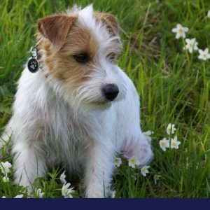 Dog Pancreatic Cancer