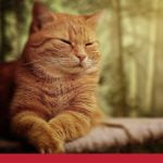 Cat Stomach Cancer