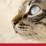 Cat Eye Inflammation