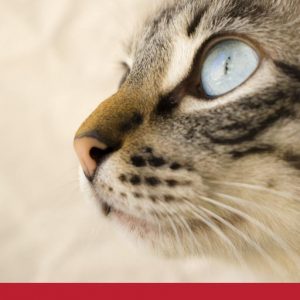 Cat Eye Inflammation