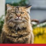 Cat Heart Disease