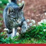 Cat Routines