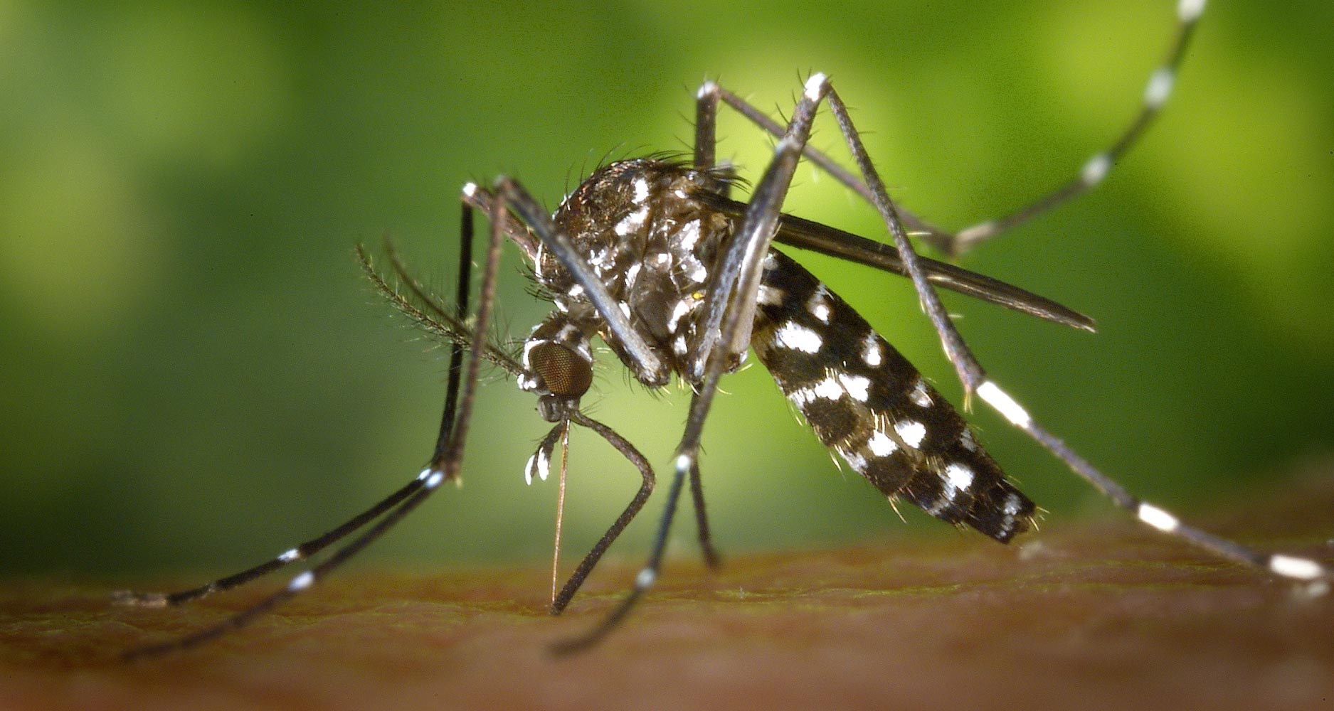 Mosquitoes on dogs