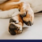 dog paws protection