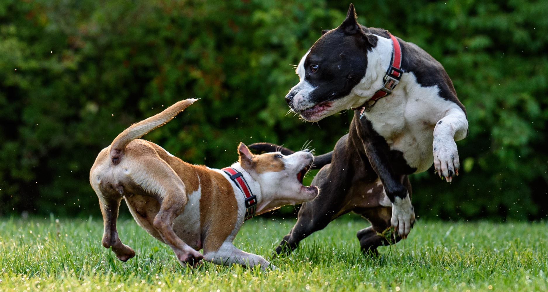 dog aggression