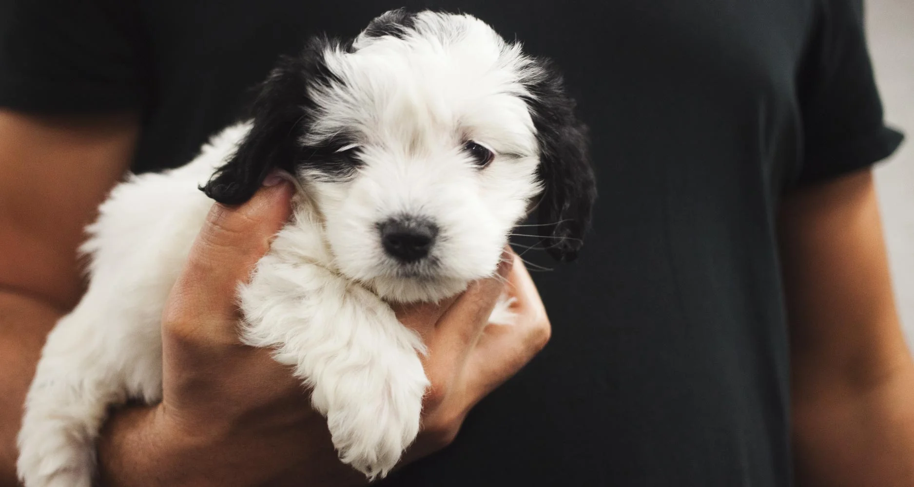 Acid Reflux or Gerd in Dogs