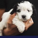 Acid Reflux or Gerd in Dogs