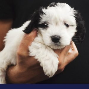 Acid Reflux or Gerd in Dogs