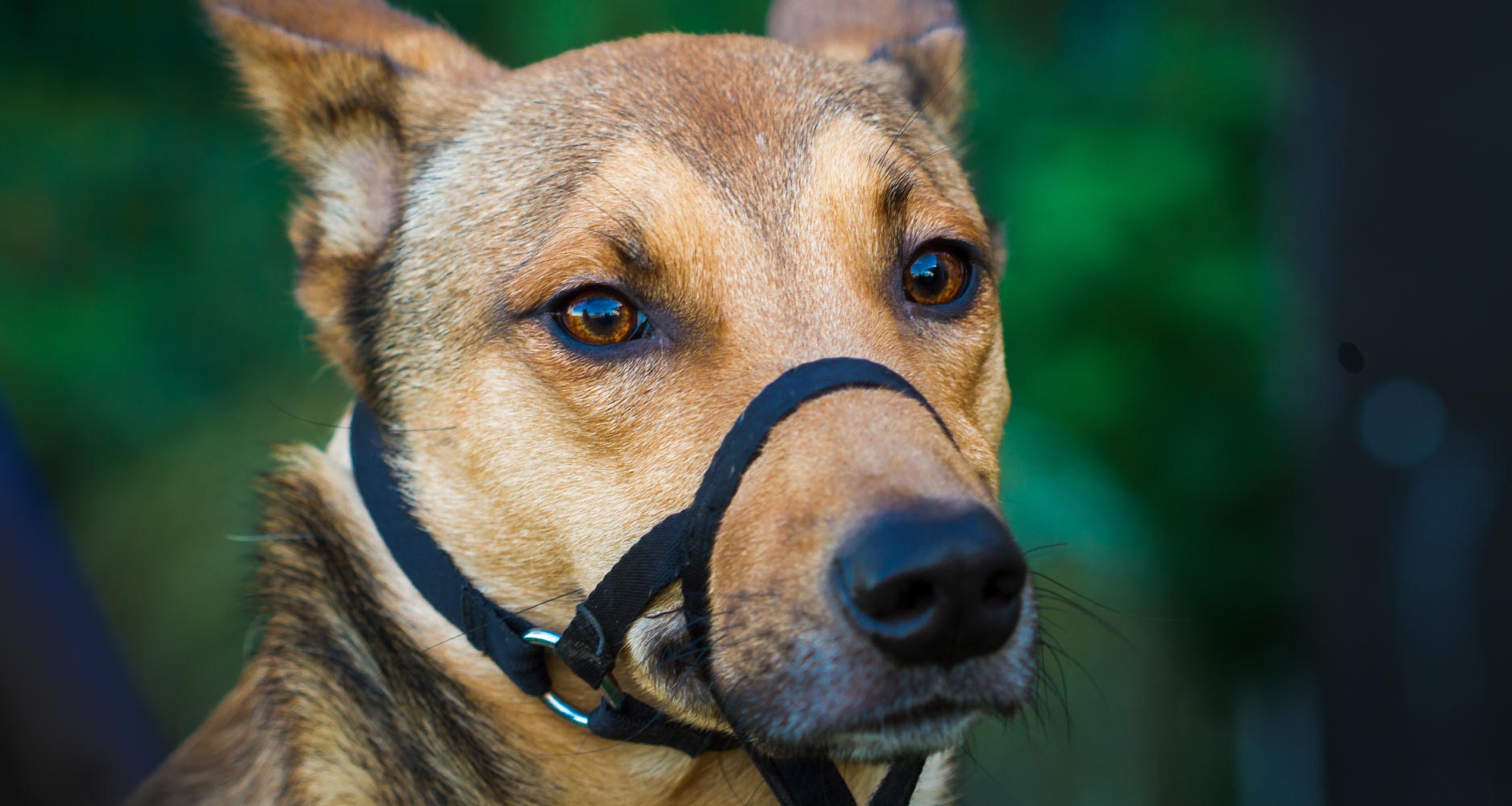 should you muzzle a dog