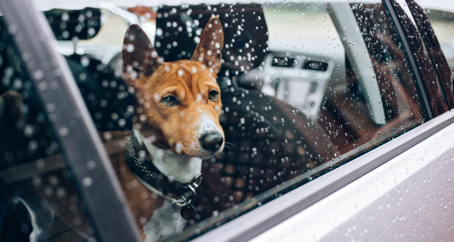 The Dangers Of Leaving Dogs In Cars - PetlifeAU™