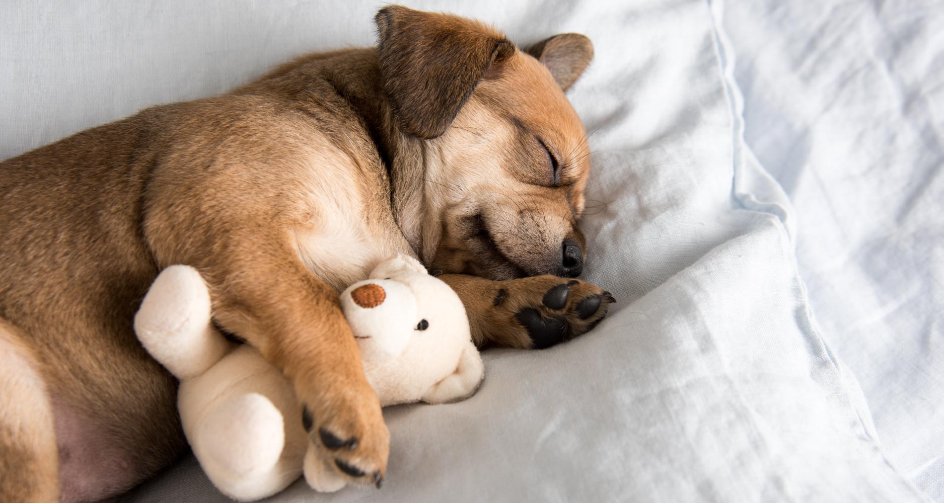 Can Dogs Tell When Your Sleeping