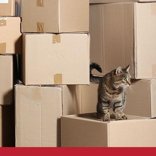 Moving House With A Cat PetlifeAU™