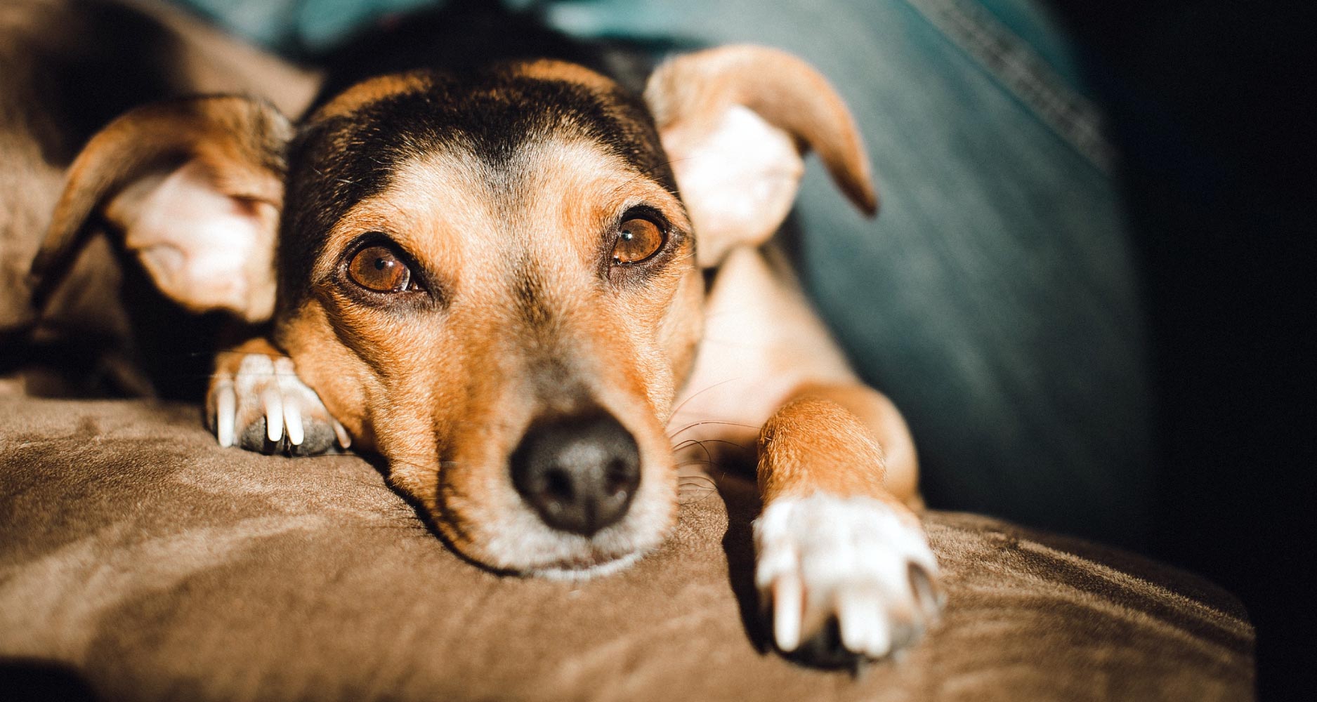 Constipation In Dogs - PetlifeAU™