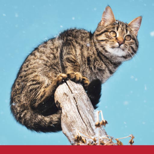 Exercises & Activities for Pets Health & Wellness PetlifeAU™