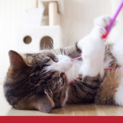 Thumbnail for Feline Anxiety Treatment Using Play And Exercise