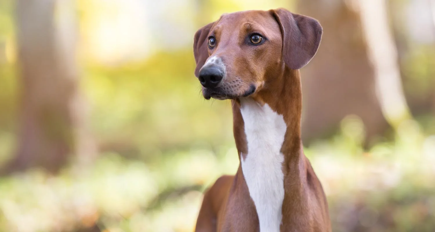 Rare dog breeds