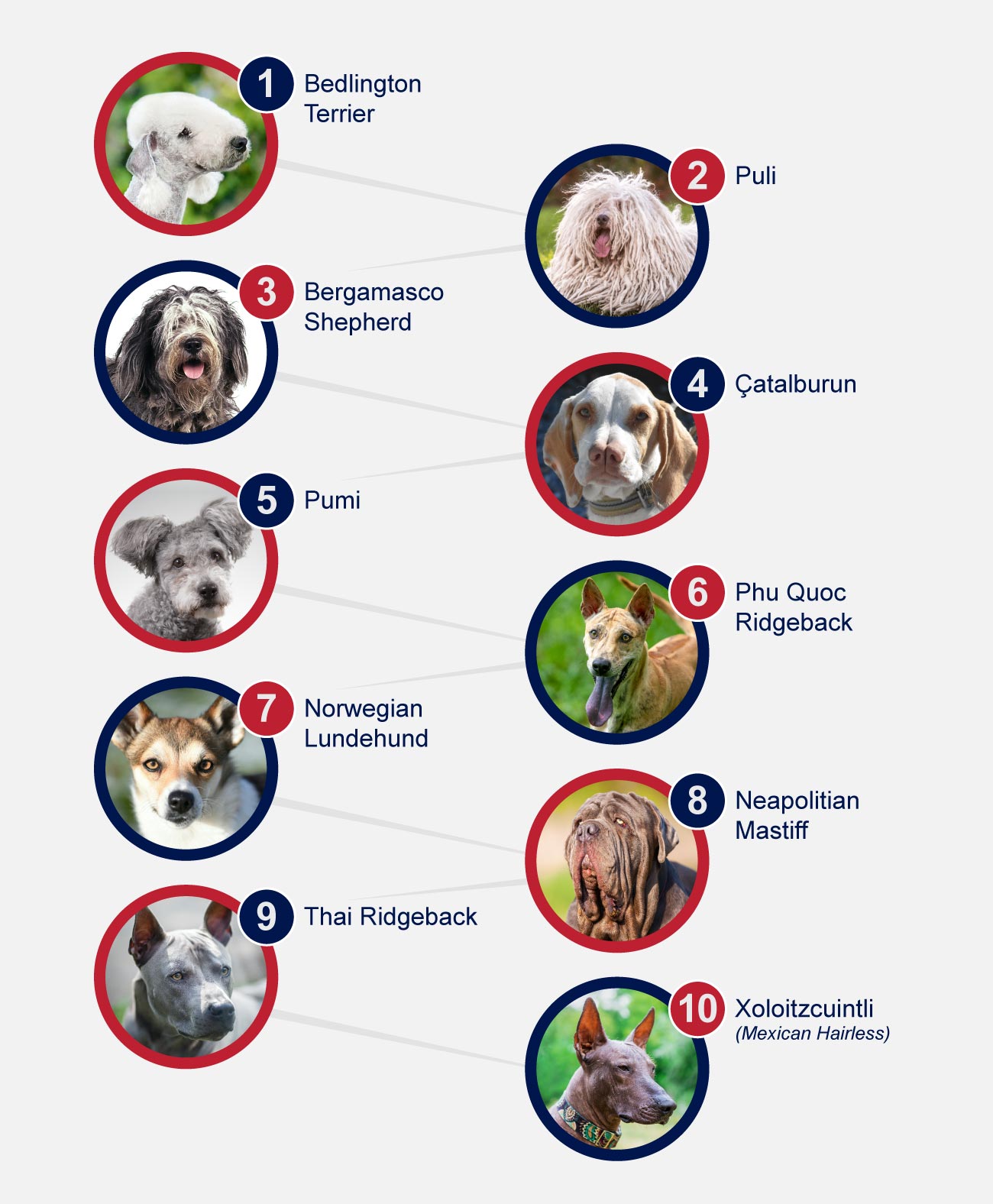 unusual dog breeds