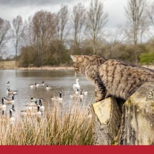 What you need to know about feral cats