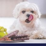 poison dangers for dogs