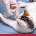 general bite wounds in cats