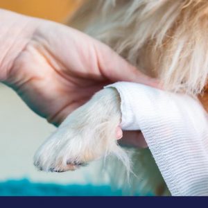general bite wounds in dogs