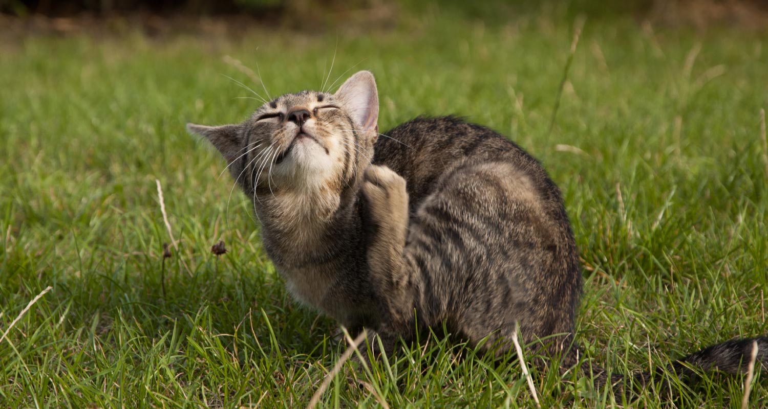 Could my kitten have intestinal parasites