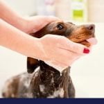 How to make your own dog shampoo