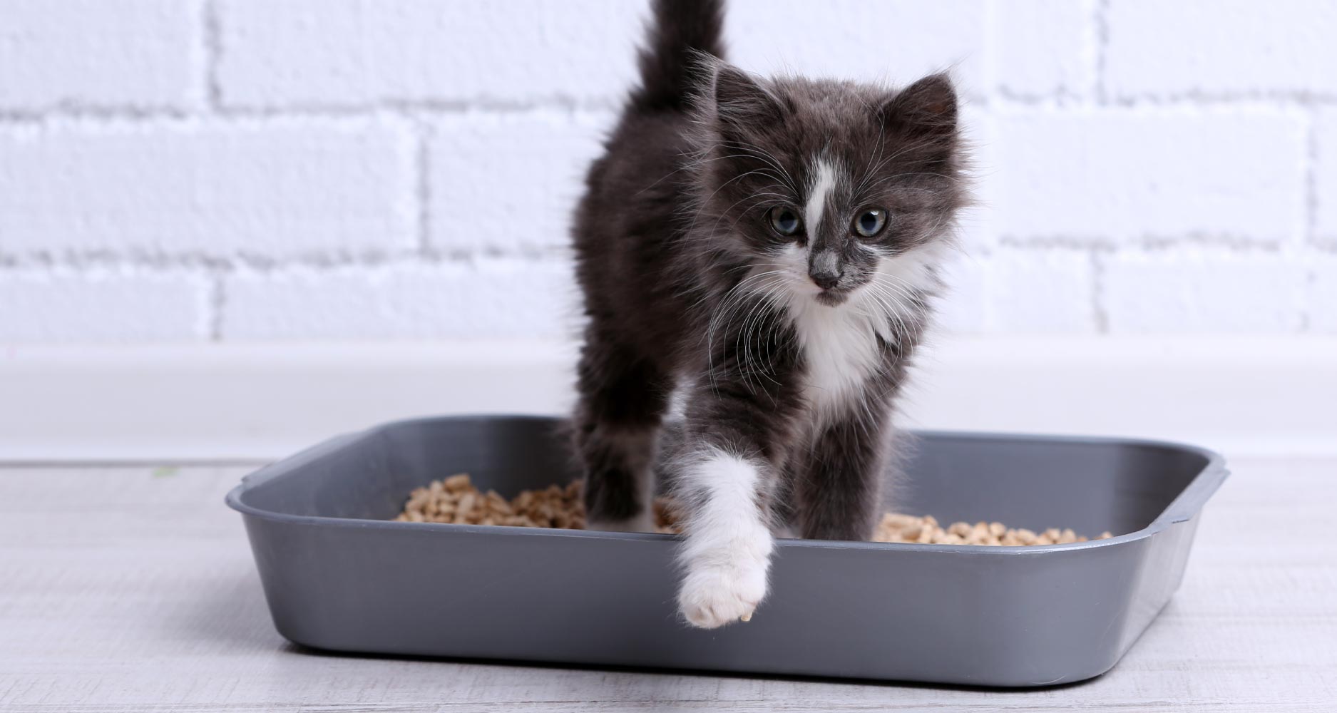 Raising and Training kittens