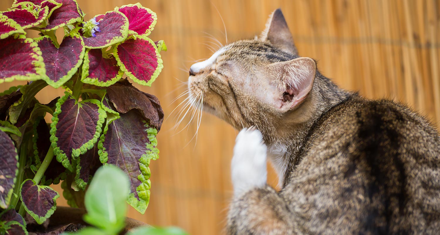 most common parasites in cats