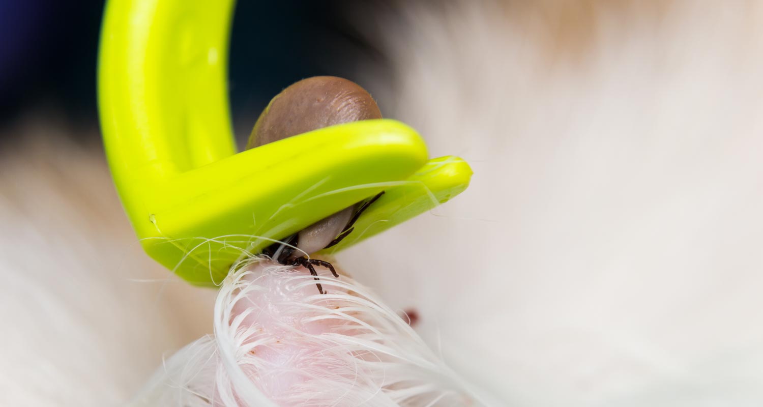 Fleas, ticks and other bugs that live on cats