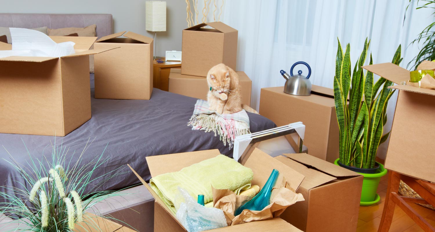 Moving house with a cat checklist