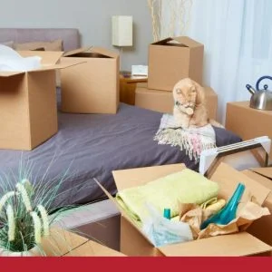 Moving house with a cat checklist
