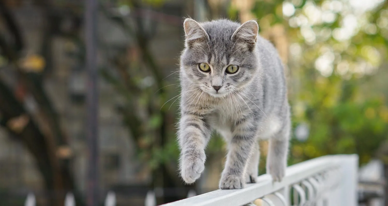 what are the causes of parasites