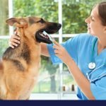 Dental disease in dogs