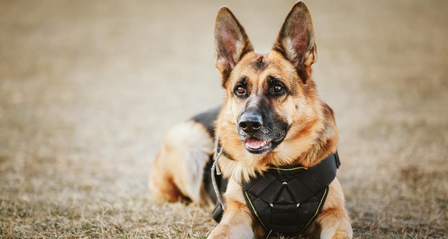 10 Of The Best Police Dog Breeds In The World PetlifeAU 