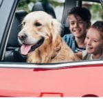How to tackle pet transport