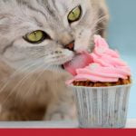diabetes in cats