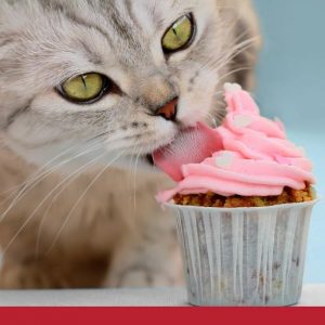 diabetes in cats