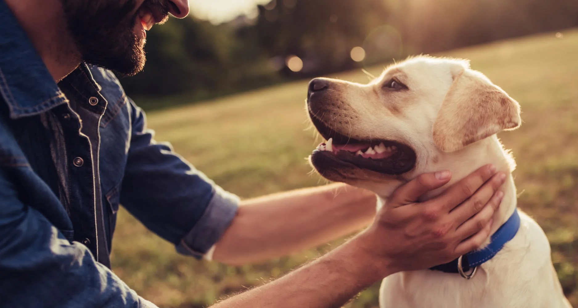 Epilepsy and seizures in dogs