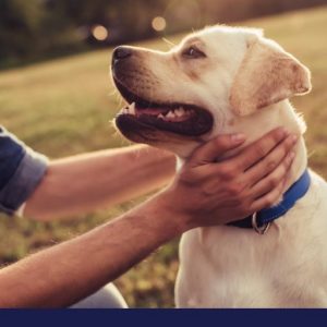 Epilepsy and seizures in dogs