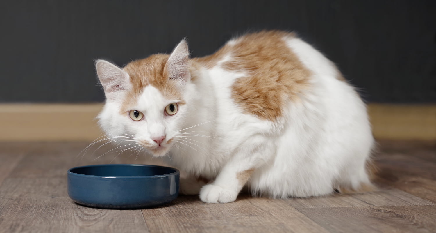 10 Tips For Cat Owners - Caring For A Cat With CKD - PetlifeAU™